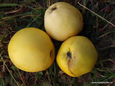 Jadernička moravská je jednou z mála starých odrůd, které si ještě drží svoji pozici, hlavně na Valašsku. Pálenka z ní je specifická a ničím nenahraditelná